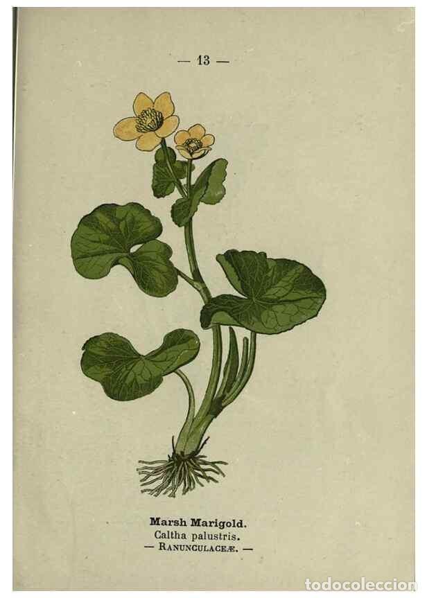 Coleccionismo de Revistas y Peri&oacute;dicos: Reproducci&oacute;n/Reproduction 8746625833: Wayside and woodland blossoms :. London ;F. Warne,1895. - Step