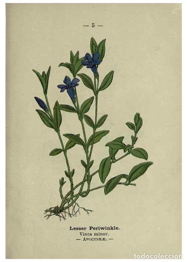 Sammeln von Zeitschriften und Zeitungen: Reproducci&oacute;n/Reproduction 8746622261: Wayside and woodland blossoms :. London ;F. Warne,1895. - Step