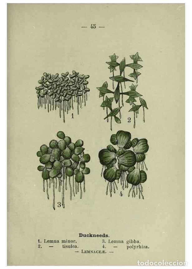 Collectionnisme de Revues et Journaux: Reproducci&oacute;n/Reproduction 8747762834: Wayside and woodland blossoms :. London ;F. Warne,1895. - Step