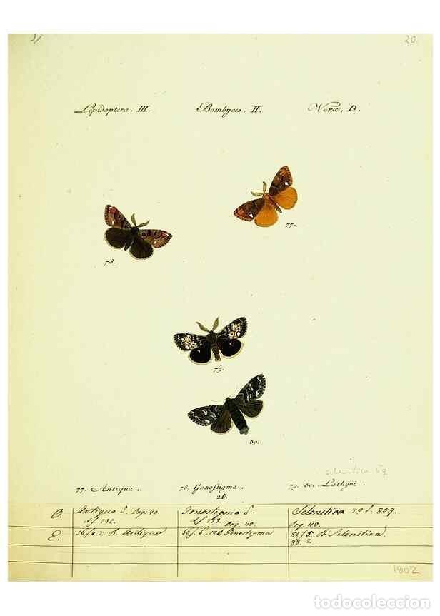 Sammeln von Zeitschriften und Zeitungen: Reproducci&oacute;n/Reproduction 9101575950: H&uuml;bner's papilio. S.l. :s.n.,1796-1841 - H&uuml;bner, Jacob,