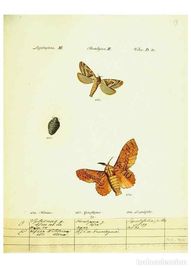 Sammeln von Zeitschriften und Zeitungen: Reproducci&oacute;n/Reproduction 9101626366: H&uuml;bner's papilio. S.l. :s.n.,1796-1841 - H&uuml;bner, Jacob,