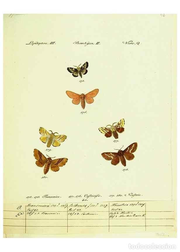 Sammeln von Zeitschriften und Zeitungen: Reproducci&oacute;n/Reproduction 9101601952: H&uuml;bner's papilio. S.l. :s.n.,1796-1841 - H&uuml;bner, Jacob,