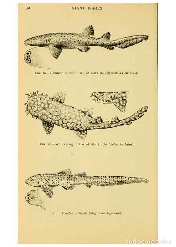 Sammeln von Zeitschriften und Zeitungen: Reproducci&oacute;n/Reproduction 6254116071: Field book of giant fishes New York,G. P. Putnam[1949] - John