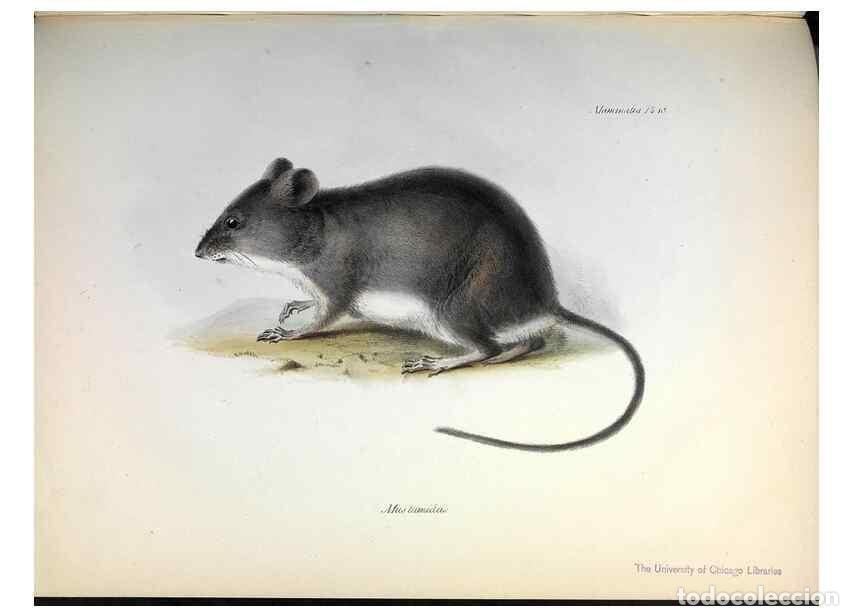 Coleccionismo de Revistas y Peri&oacute;dicos: Reproducci&oacute;n/Reproduction 8386022315: The zoology of the voyage of H.M.S. Beagle .... London,Smith,