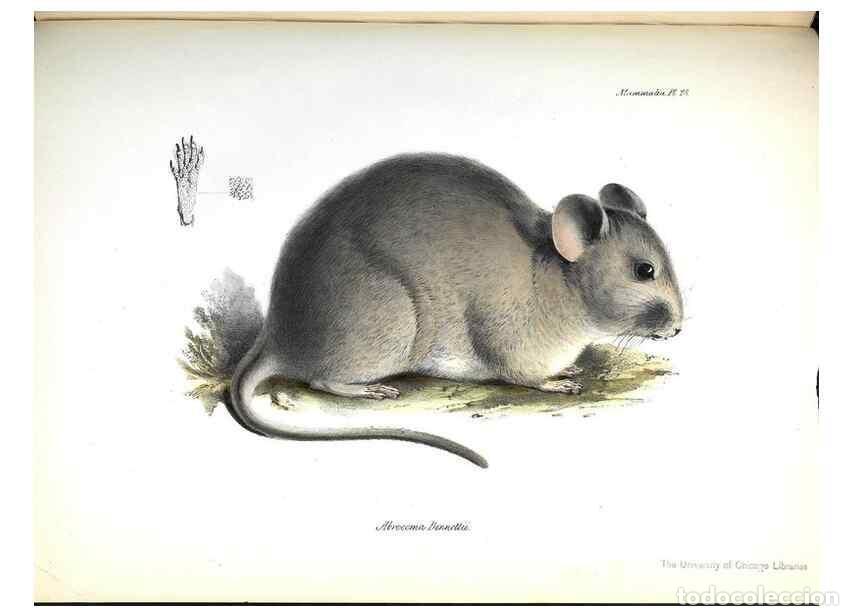 Collection Magazines and Newspapers: Reproducci&oacute;n/Reproduction 8387113064: The zoology of the voyage of H.M.S. Beagle .... London,Smith,