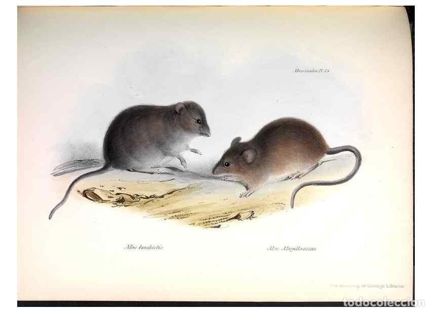 Collectionnisme de Revues et Journaux: Reproducci&oacute;n/Reproduction 8386020827: The zoology of the voyage of H.M.S. Beagle .... London,Smith,