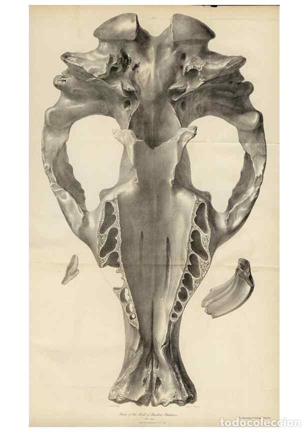 Collection Magazines and Newspapers: Reproducci&oacute;n/Reproduction 8386000517: The zoology of the voyage of H.M.S. Beagle .... London,Smith,