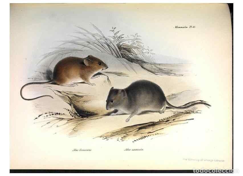 Collection Magazines and Newspapers: Reproducci&oacute;n/Reproduction 8387106448: The zoology of the voyage of H.M.S. Beagle .... London,Smith,