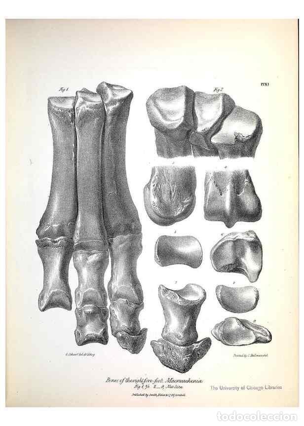 Collection Magazines and Newspapers: Reproducci&oacute;n/Reproduction 8386004975: The zoology of the voyage of H.M.S. Beagle .... London,Smith,