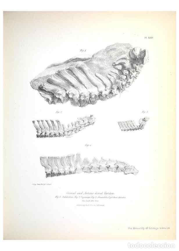 Sammeln von Zeitschriften und Zeitungen: Reproducci&oacute;n/Reproduction 8387097550: The zoology of the voyage of H.M.S. Beagle .... London,Smith,
