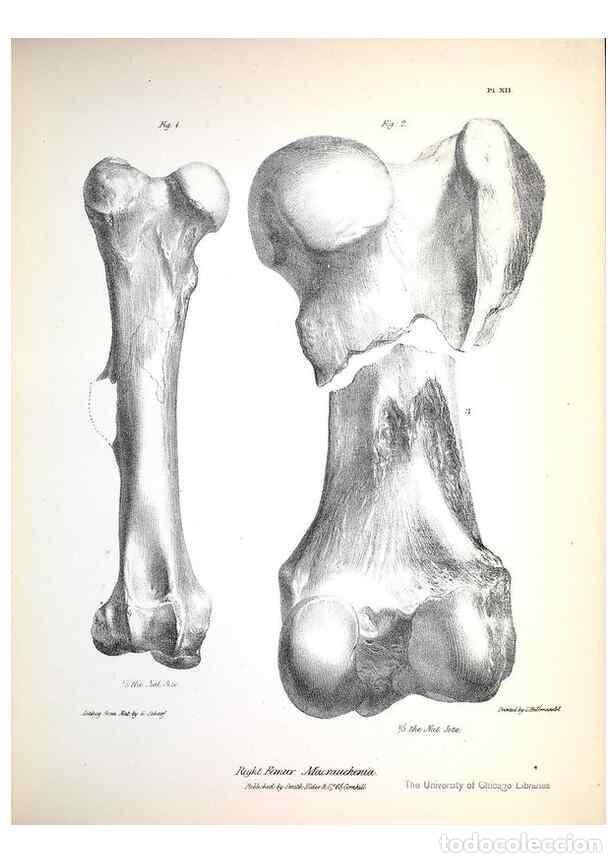 Sammeln von Zeitschriften und Zeitungen: Reproducci&oacute;n/Reproduction 8386005381: The zoology of the voyage of H.M.S. Beagle .... London,Smith,