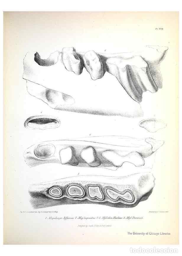 Coleccionismo de Revistas y Peri&oacute;dicos: Reproducci&oacute;n/Reproduction 8387093714: The zoology of the voyage of H.M.S. Beagle .... London,Smith,