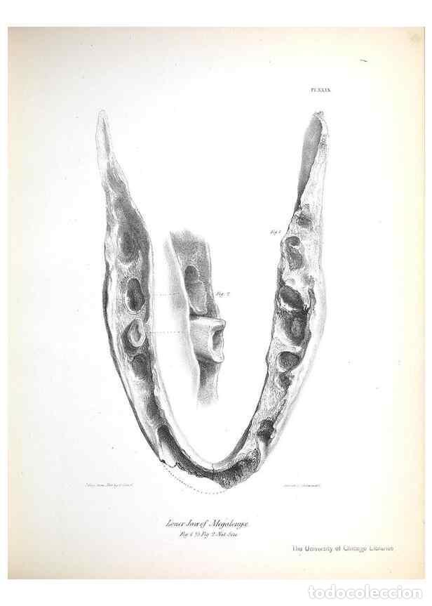 Collection Magazines and Newspapers: Reproducci&oacute;n/Reproduction 8386013895: The zoology of the voyage of H.M.S. Beagle .... London,Smith,