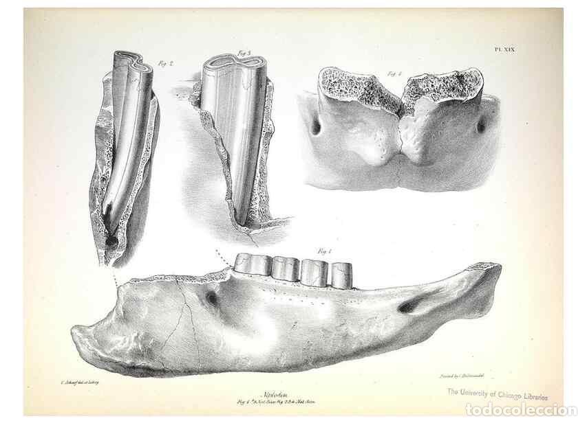 Collection Magazines and Newspapers: Reproducci&oacute;n/Reproduction 8386009149: The zoology of the voyage of H.M.S. Beagle .... London,Smith,