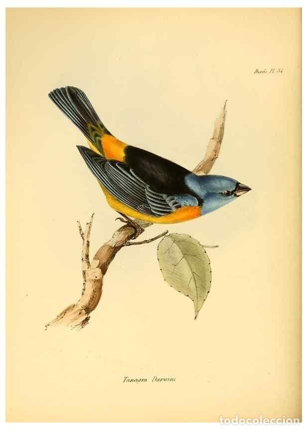 Coleccionismo de Revistas y Peri&oacute;dicos: Reproducci&oacute;n/Reproduction 8430613502: The zoology of the voyage of H.M.S. Beagle .... London,Smith,