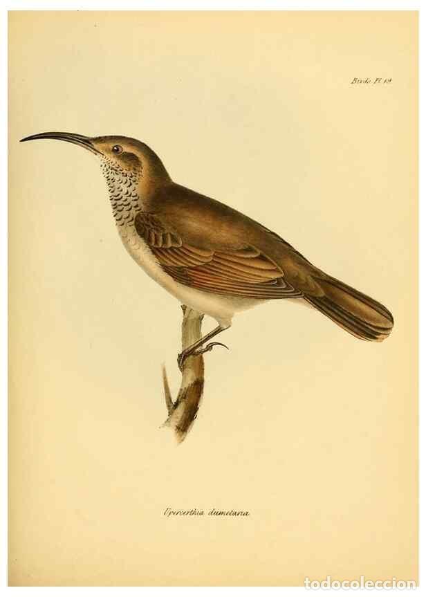 Collezionismo di Riviste e Giornali: Reproducci&oacute;n/Reproduction 8430590024: The zoology of the voyage of H.M.S. Beagle .... London,Smith,