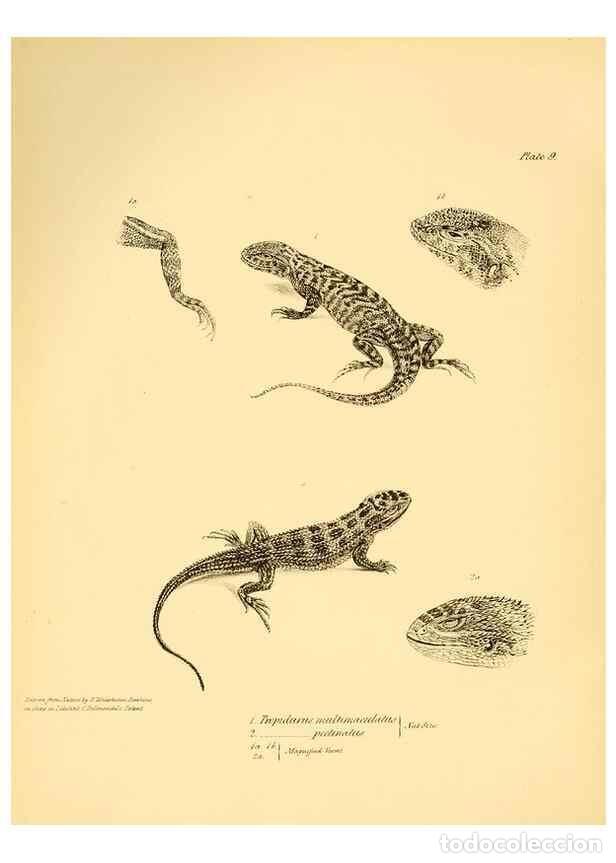 Colecionismo de Revistas e Jornais: Reproducci&oacute;n/Reproduction 8432831524: The zoology of the voyage of H.M.S. Beagle .... London,Smith,