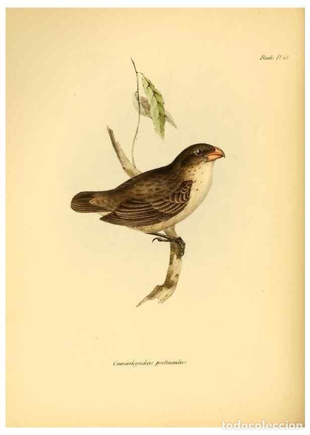 Collection Magazines and Newspapers: Reproducci&oacute;n/Reproduction 8430615678: The zoology of the voyage of H.M.S. Beagle .... London,Smith,