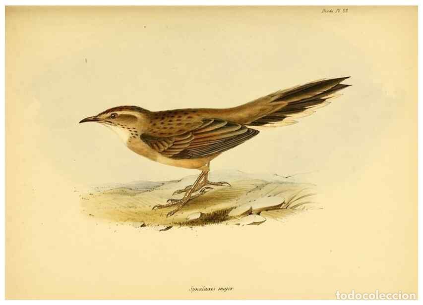 Coleccionismo de Revistas y Peri&oacute;dicos: Reproducci&oacute;n/Reproduction 8429504087: The zoology of the voyage of H.M.S. Beagle .... London,Smith,