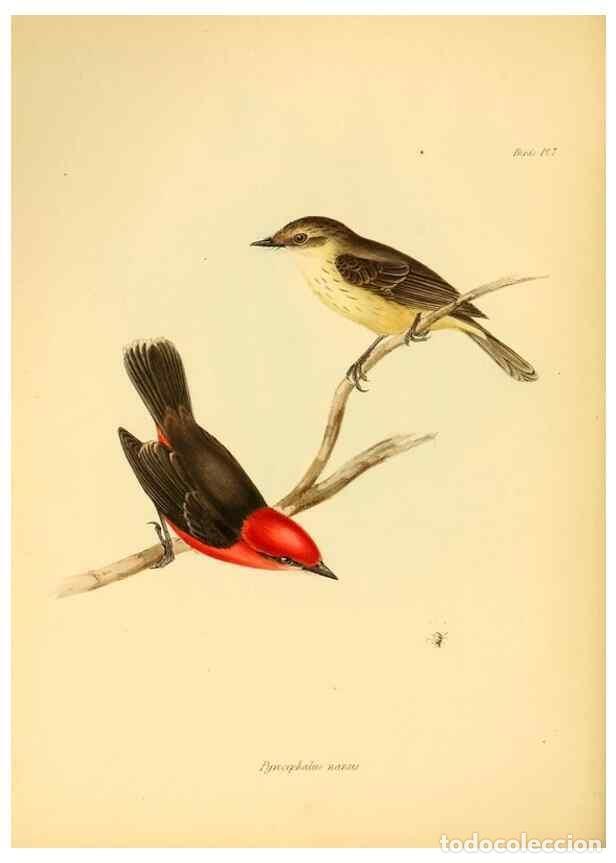 Collection Magazines and Newspapers: Reproducci&oacute;n/Reproduction 8430585494: The zoology of the voyage of H.M.S. Beagle .... London,Smith,