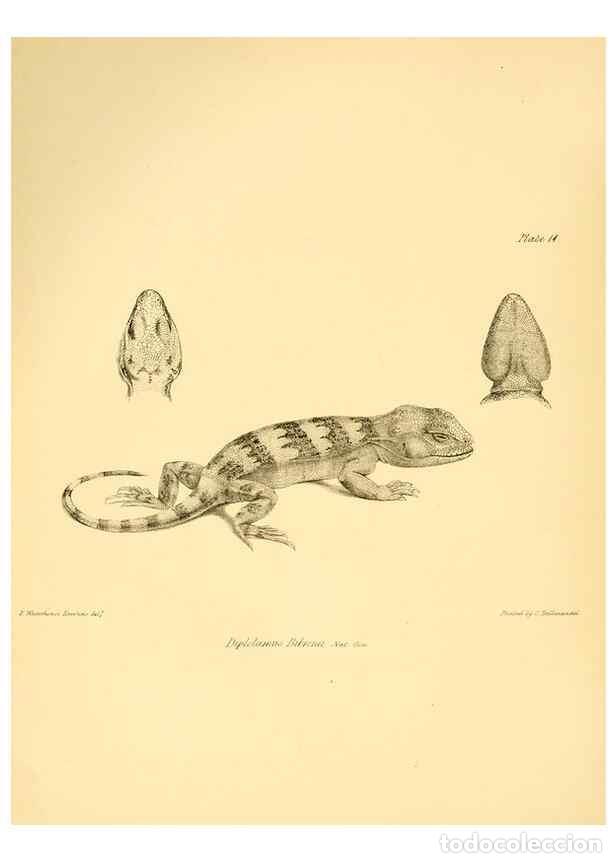 Collectionnisme de Revues et Journaux: Reproducci&oacute;n/Reproduction 8431747129: The zoology of the voyage of H.M.S. Beagle .... London,Smith,