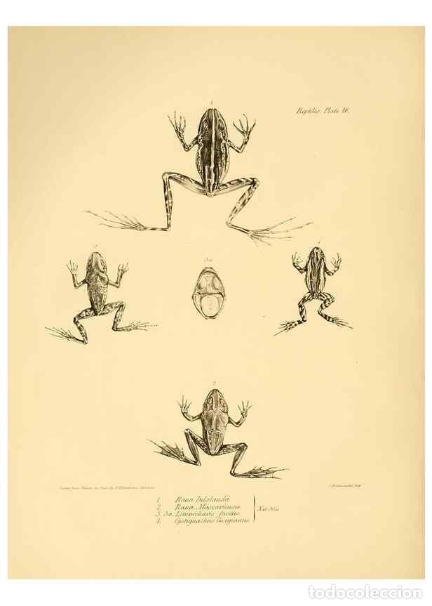 Collection Magazines and Newspapers: Reproducci&oacute;n/Reproduction 8431748521: The zoology of the voyage of H.M.S. Beagle .... London,Smith,