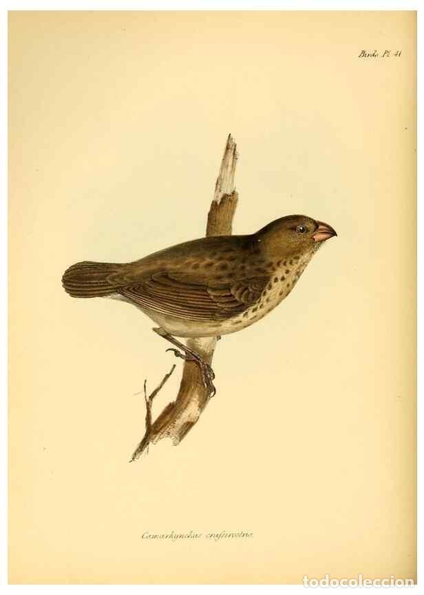 Collectionnisme de Revues et Journaux: Reproducci&oacute;n/Reproduction 8429529807: The zoology of the voyage of H.M.S. Beagle .... London,Smith,