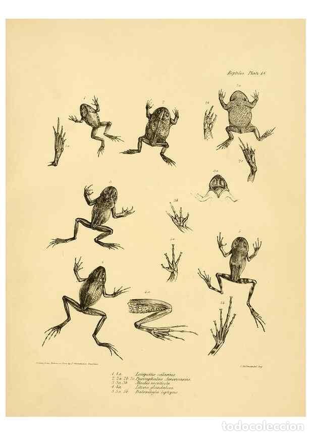 Collezionismo di Riviste e Giornali: Reproducci&oacute;n/Reproduction 8431748987: The zoology of the voyage of H.M.S. Beagle .... London,Smith,