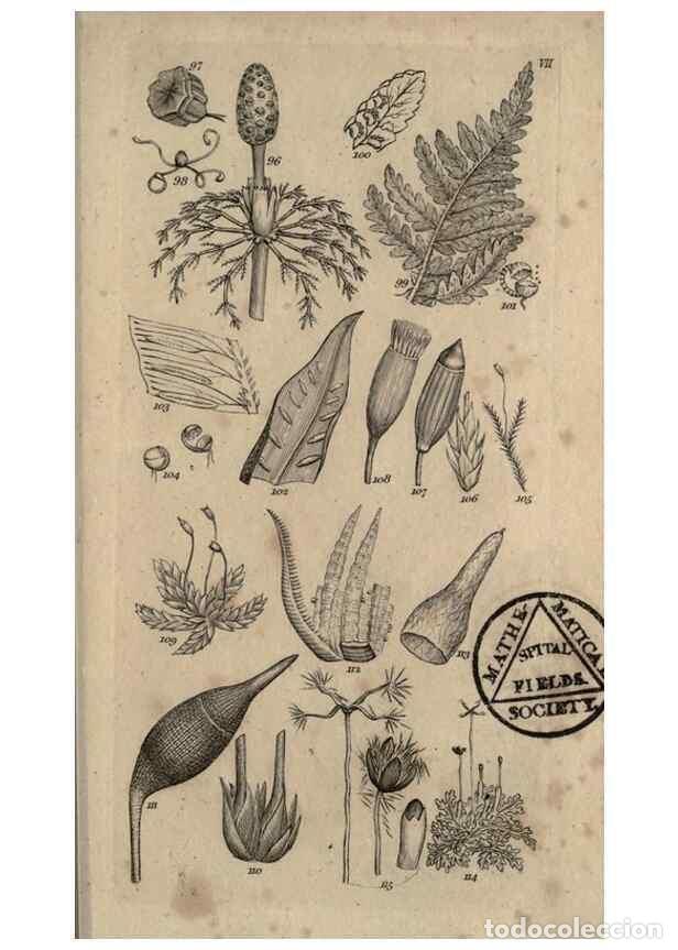 Collectionnisme de Revues et Journaux: Reproducci&oacute;n/Reproduction 8448491020: A grammar of botany,. London,Longman,1821. - Smith, James Edwa