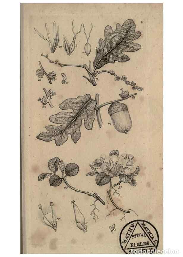 Collezionismo di Riviste e Giornali: Reproducci&oacute;n/Reproduction 8448489928: A grammar of botany,. London,Longman,1821. - Smith, James Edwa