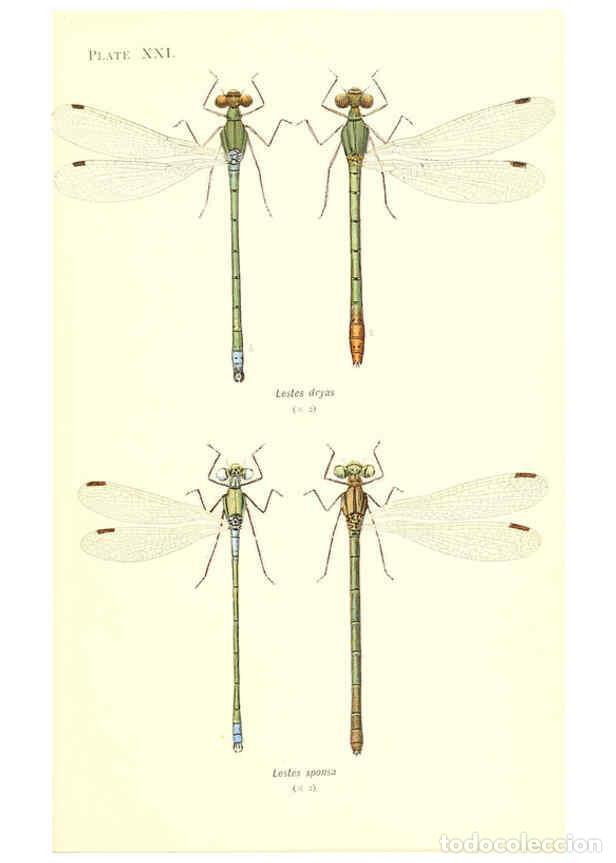 Colecionismo de Revistas e Jornais: Reproducci&oacute;n/Reproduction 6002340874: British dragonflies (Odonata) London,L.U. Gill,1900 - William