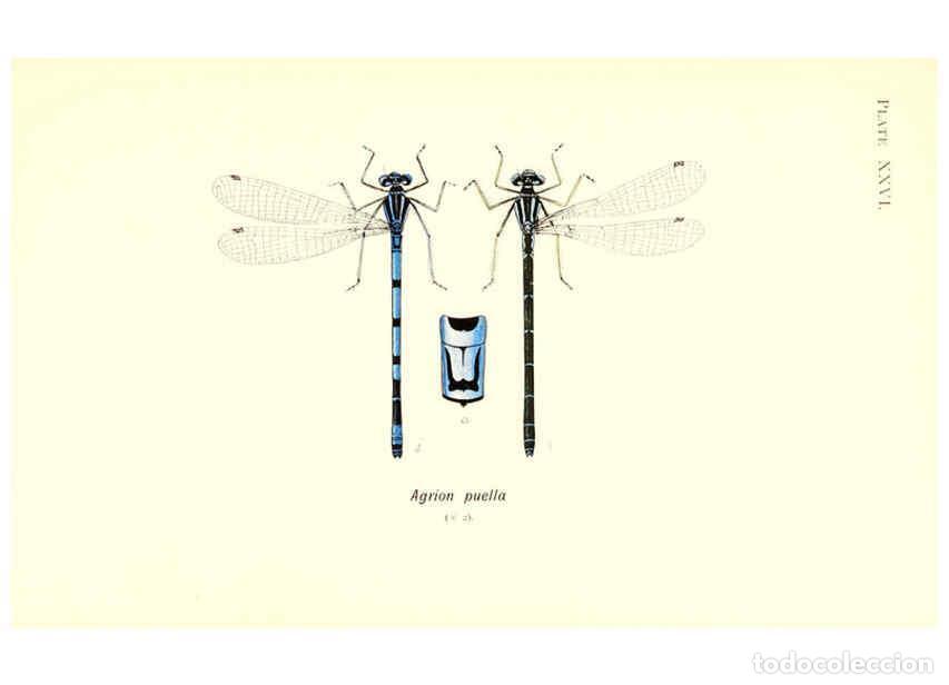 Sammeln von Zeitschriften und Zeitungen: Reproducci&oacute;n/Reproduction 6002342676: British dragonflies (Odonata) London,L.U. Gill,1900 - William
