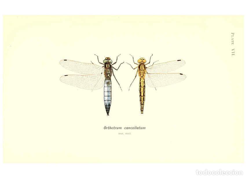 Sammeln von Zeitschriften und Zeitungen: Reproducci&oacute;n/Reproduction 6002336640: British dragonflies (Odonata) London,L.U. Gill,1900 - William