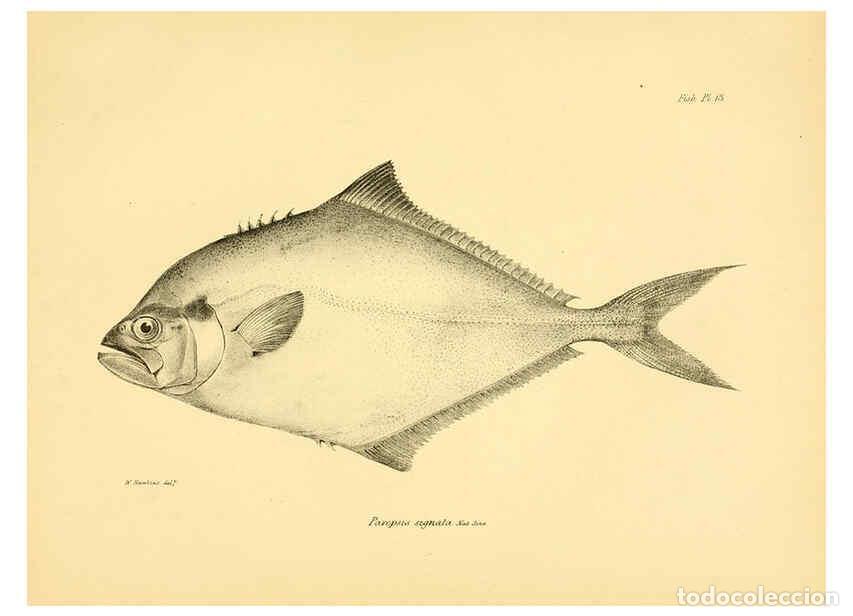 Collezionismo di Riviste e Giornali: Reproducci&oacute;n/Reproduction 5985488876: The zoology of the voyage of H.M.S. Beagle, pt.4 London,Smith,