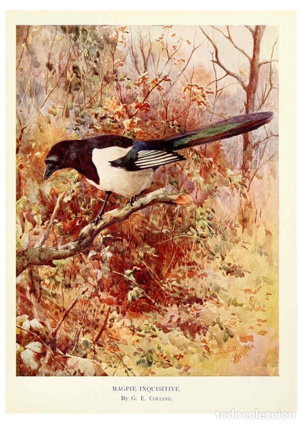 Collection Magazines and Newspapers: Reproducci&oacute;n/Reproduction 6026041284: Birds through the year London,T.C. and E.C. Jack, ltd.[1922] -