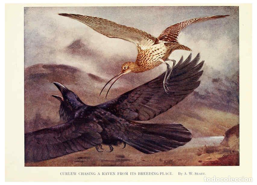 Sammeln von Zeitschriften und Zeitungen: Reproducci&oacute;n/Reproduction 6025490435: Birds through the year London,T.C. and E.C. Jack, ltd.[1922] -