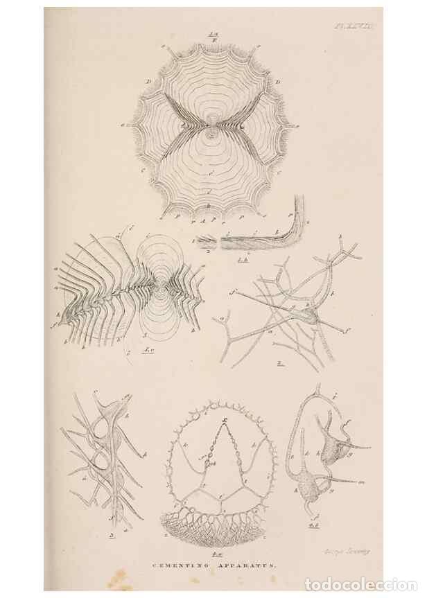 Colecionismo de Revistas e Jornais: Reproducci&oacute;n/Reproduction 7509356668: A monograph on the sub-class Cirripedia,. London,Ray society,1