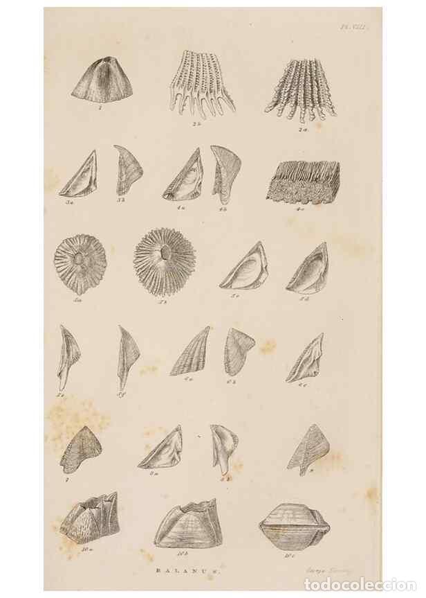 Sammeln von Zeitschriften und Zeitungen: Reproducci&oacute;n/Reproduction 7509334940: A monograph on the sub-class Cirripedia,. London,Ray society,1