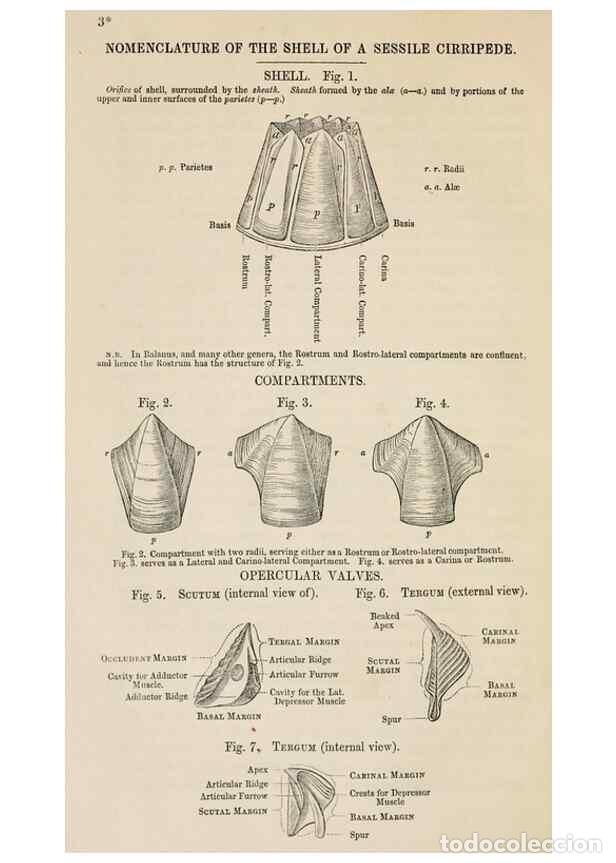 Sammeln von Zeitschriften und Zeitungen: Reproducci&oacute;n/Reproduction 7509332862: A monograph on the sub-class Cirripedia,. London,Ray society,1