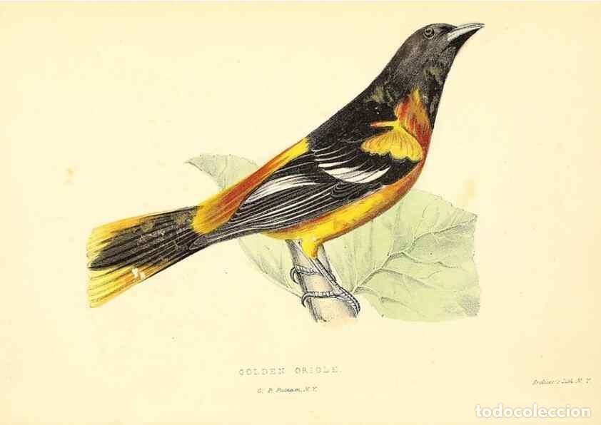 Colecionismo de Revistas e Jornais: Reproducci&oacute;n/Reproduction 49352459623: Rural hours. New York,George P. Putnam,1851.. - Cooper, Susan