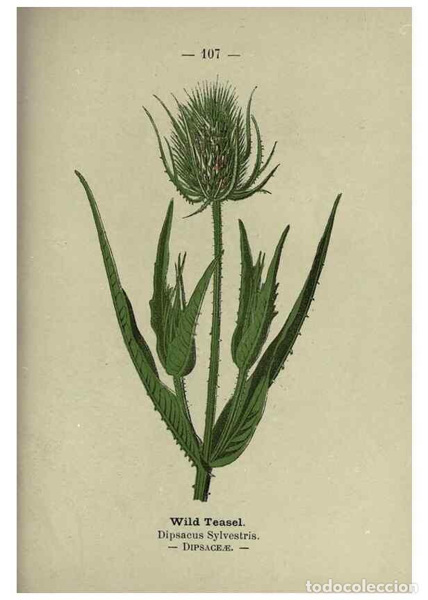 Collezionismo di Riviste e Giornali: Reproducci&oacute;n/Reproduction 8746672169: Wayside and woodland blossoms :. London ;F. Warne,1895. - Step