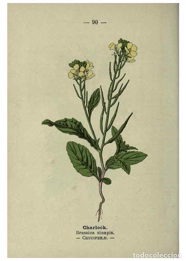 Collectionnisme de Revues et Journaux: Reproducci&oacute;n/Reproduction 8746664183: Wayside and woodland blossoms :. London ;F. Warne,1895. - Step