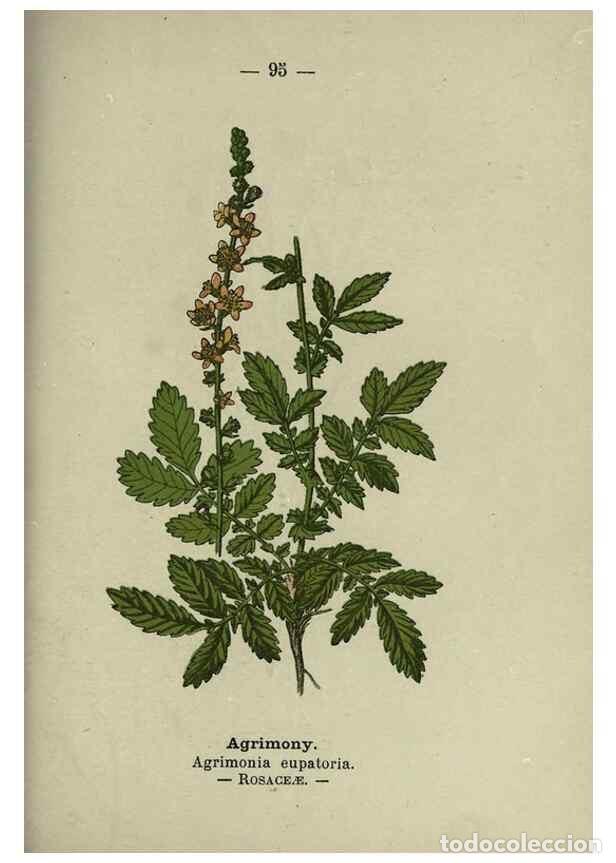 Sammeln von Zeitschriften und Zeitungen: Reproducci&oacute;n/Reproduction 8746666421: Wayside and woodland blossoms :. London ;F. Warne,1895. - Step