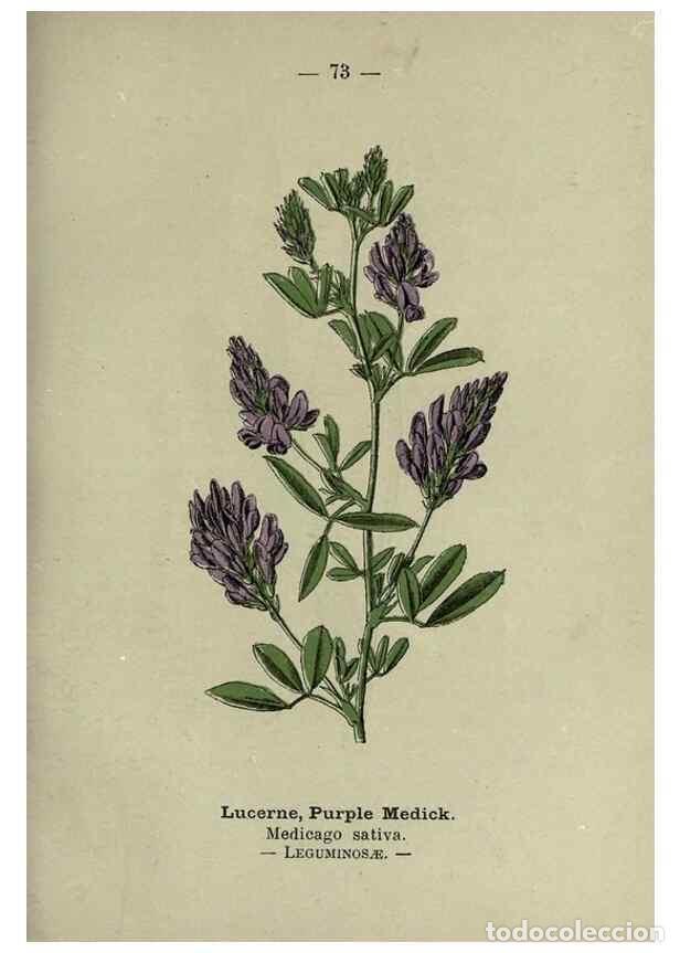 Sammeln von Zeitschriften und Zeitungen: Reproducci&oacute;n/Reproduction 8746655675: Wayside and woodland blossoms :. London ;F. Warne,1895. - Step