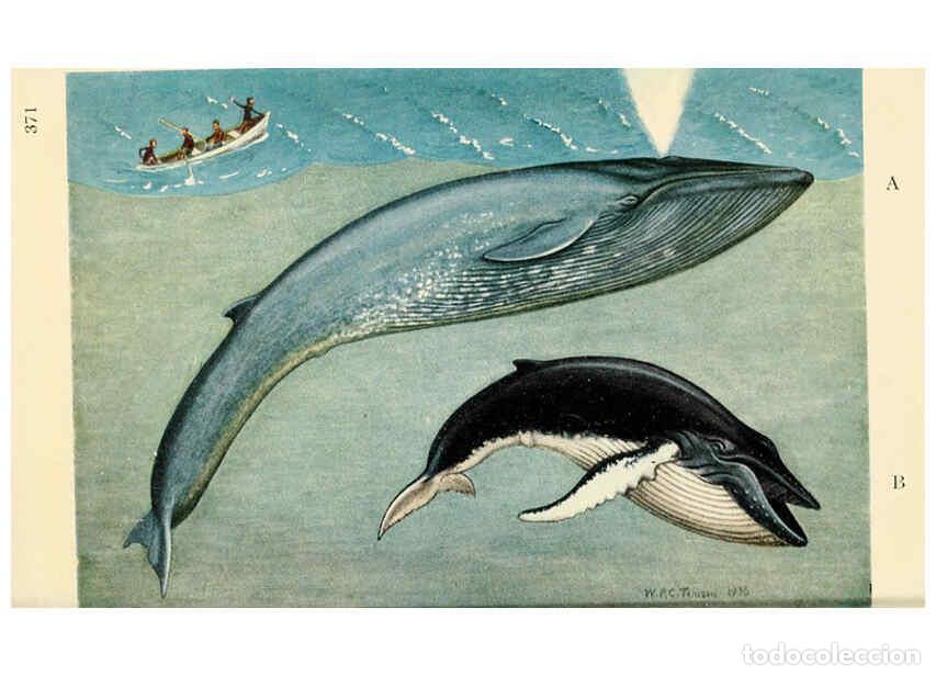 Coleccionismo de Revistas y Peri&oacute;dicos: Reproducci&oacute;n/Reproduction 6254657412: Field book of giant fishes New York,G. P. Putnam[1949] - John