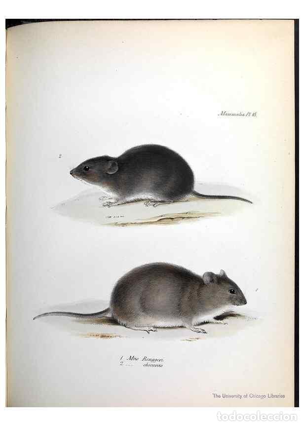 Collection Magazines and Newspapers: Reproducci&oacute;n/Reproduction 8387107234: The zoology of the voyage of H.M.S. Beagle .... London,Smith,