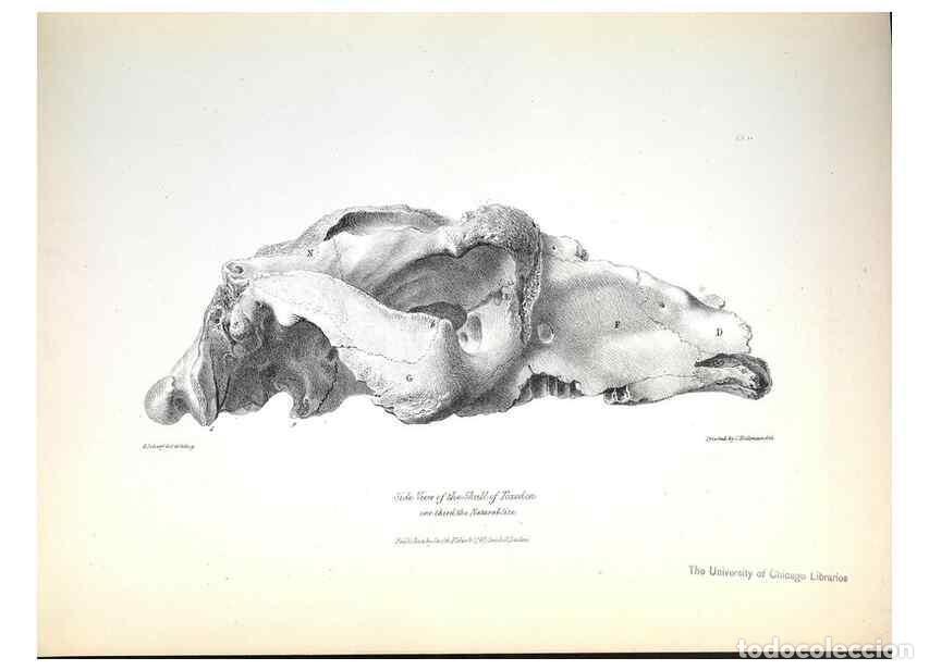 Collezionismo di Riviste e Giornali: Reproducci&oacute;n/Reproduction 8387086556: The zoology of the voyage of H.M.S. Beagle .... London,Smith,