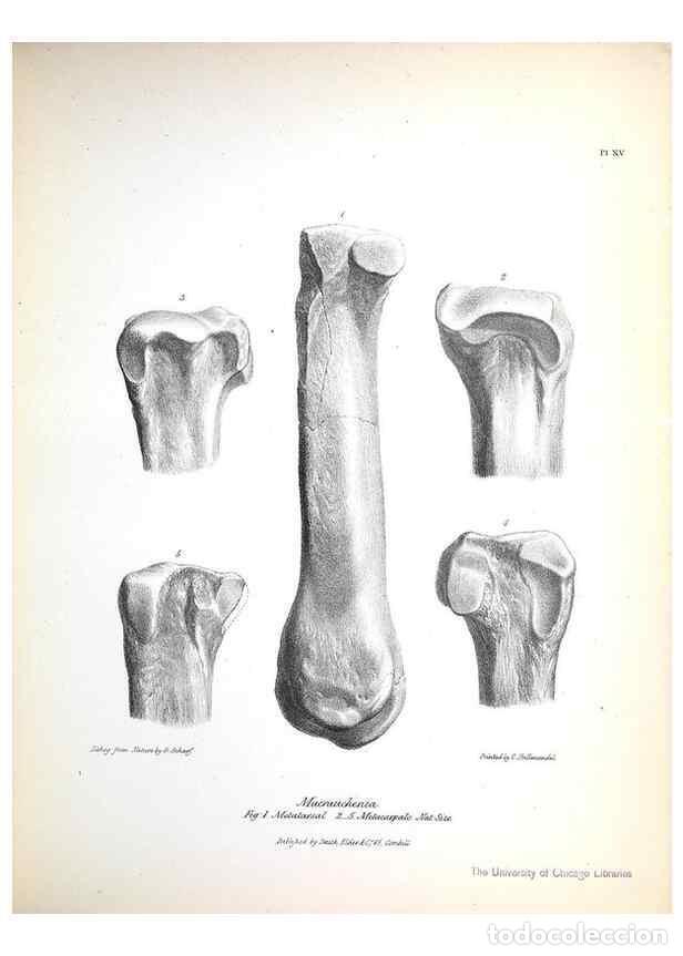 Colecionismo de Revistas e Jornais: Reproducci&oacute;n/Reproduction 8386006977: The zoology of the voyage of H.M.S. Beagle .... London,Smith,