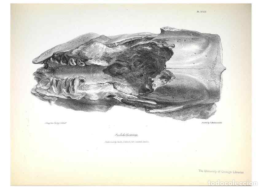 Collezionismo di Riviste e Giornali: Reproducci&oacute;n/Reproduction 8387096402: The zoology of the voyage of H.M.S. Beagle .... London,Smith,