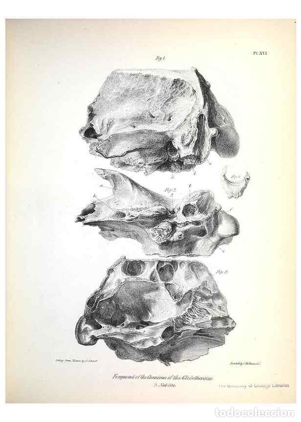 Collection Magazines and Newspapers: Reproducci&oacute;n/Reproduction 8387093314: The zoology of the voyage of H.M.S. Beagle .... London,Smith,